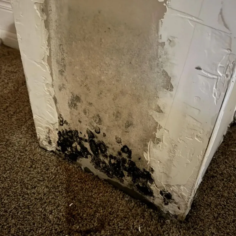 Professional Mold Removal in Braintree, MA